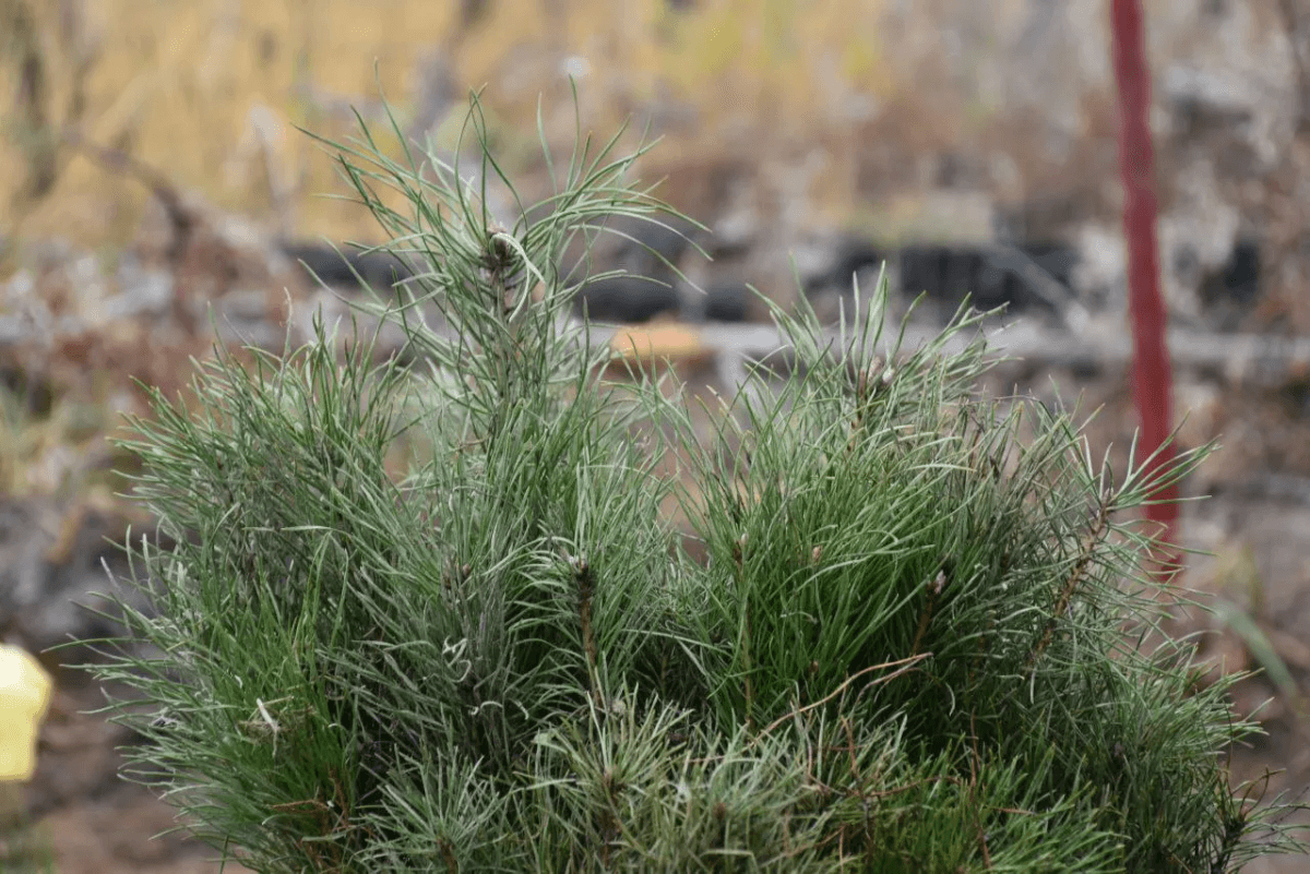 Марий Эл восстановила почти 2 тысячи гектаров леса за первое полугодие