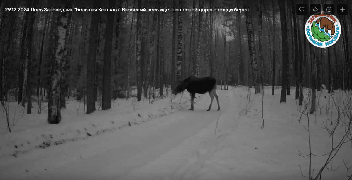 В заповеднике Марий Эл "Большая Кокшага" фотоловушка поймала прогуливающегося лося