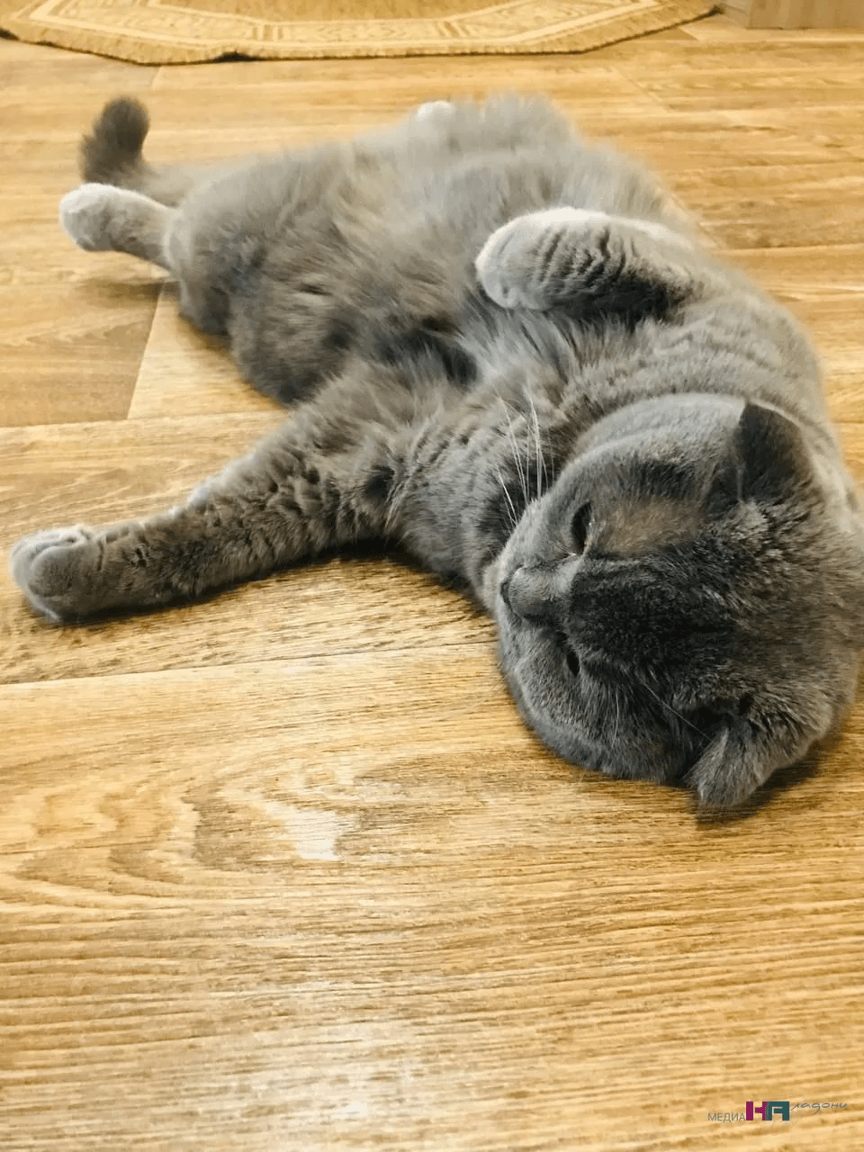 Что не по ней, сразу - кусь: разбираемся, почему домашняя кошка кусается - 7 причин, озвученных экспертами