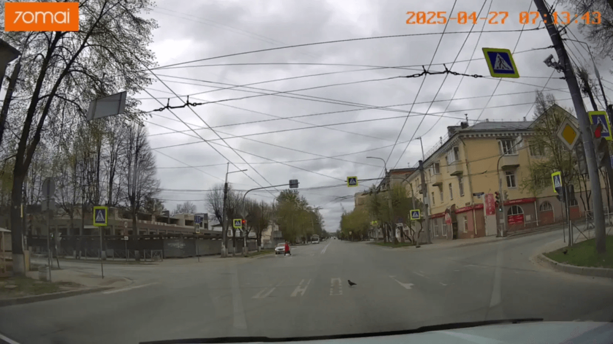 В Йошкар-Оле ворон перешел пешеходный переход на зелёный