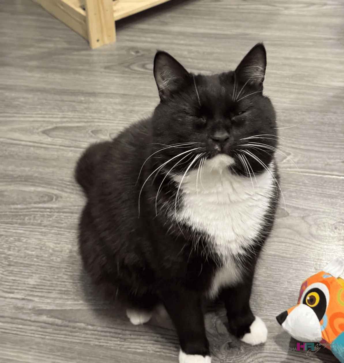 Как ведут себя кошки перед уходом: знаки, которые нельзя пропустить