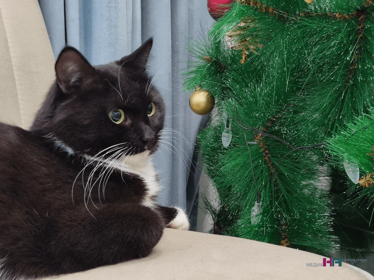 Не ходит в лоток и метит вещи: объяснили почему кошки гадят, где попало - важно знать каждому хозяину