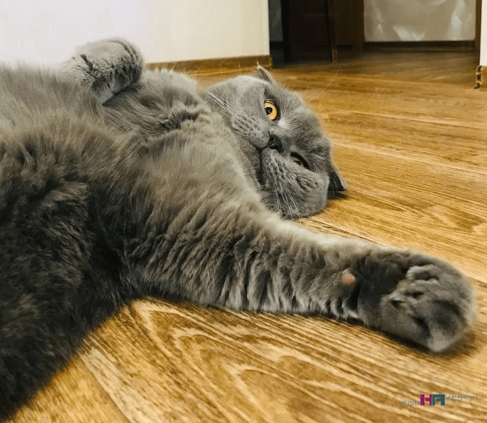 Ревность или месть? Разбираемся, почему кот нассал в тапок и что делать