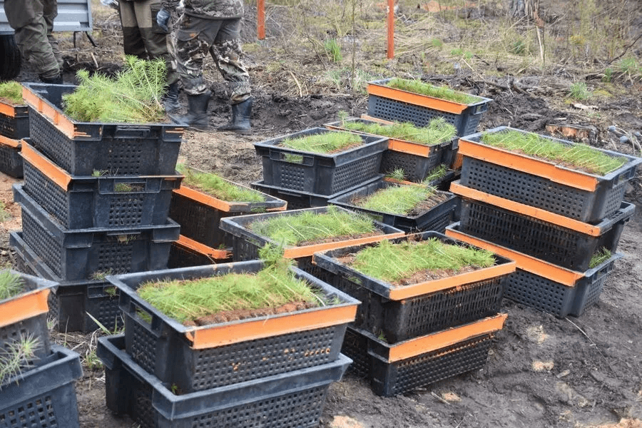 Более 10 миллионов саженцев высадят в Марий Эл для восстановления лесов в 2026 году