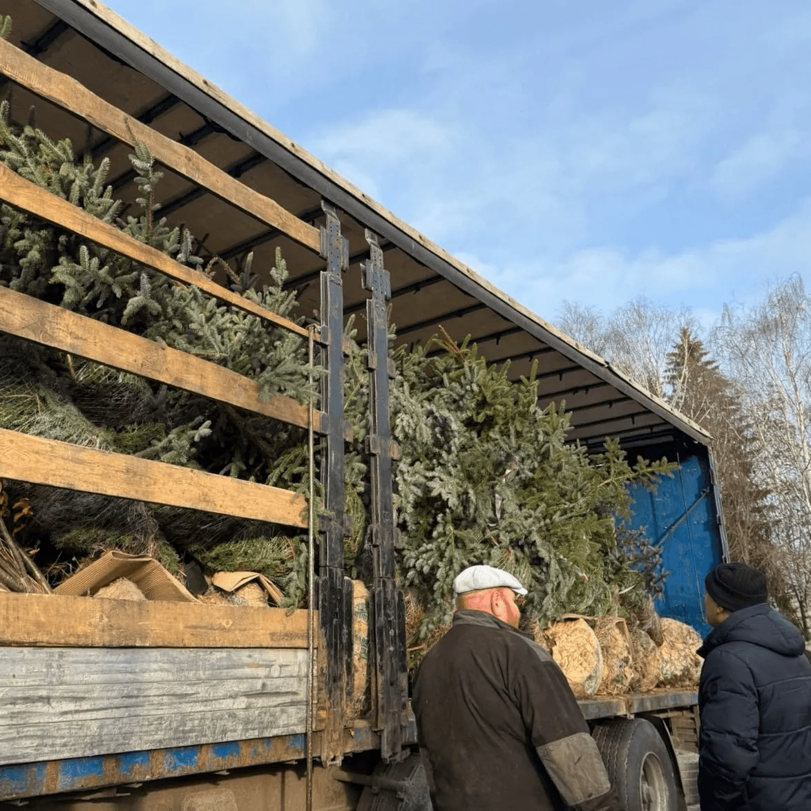 В Центральном парке Йошкар-Олы высаживают десять хвойных деревьев