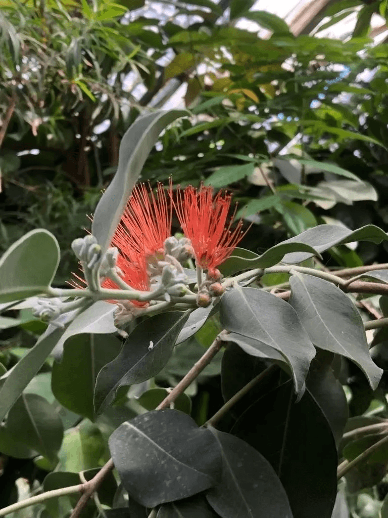 В Йошкар-Оле зацвело «Новозеландское Рождественское дерево»