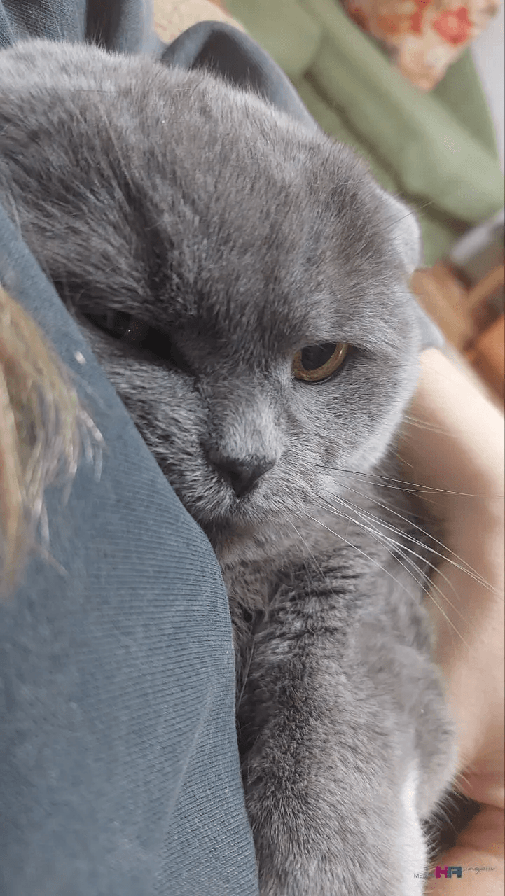 О чем важном хочет сказать кошка, когда спит около головы хозяина