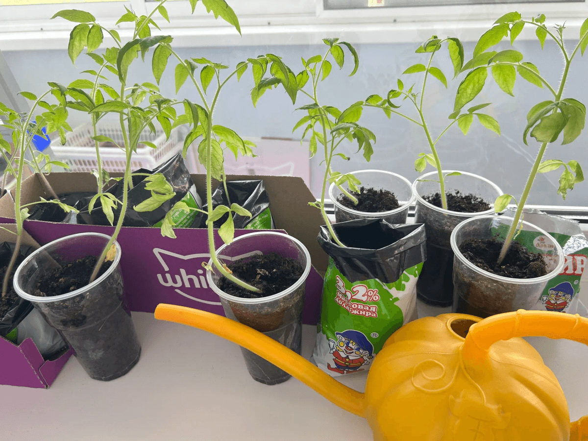 Как сохранить зелень свежей до месяца: 3 простых способа, о которых вы до сих пор не знали 