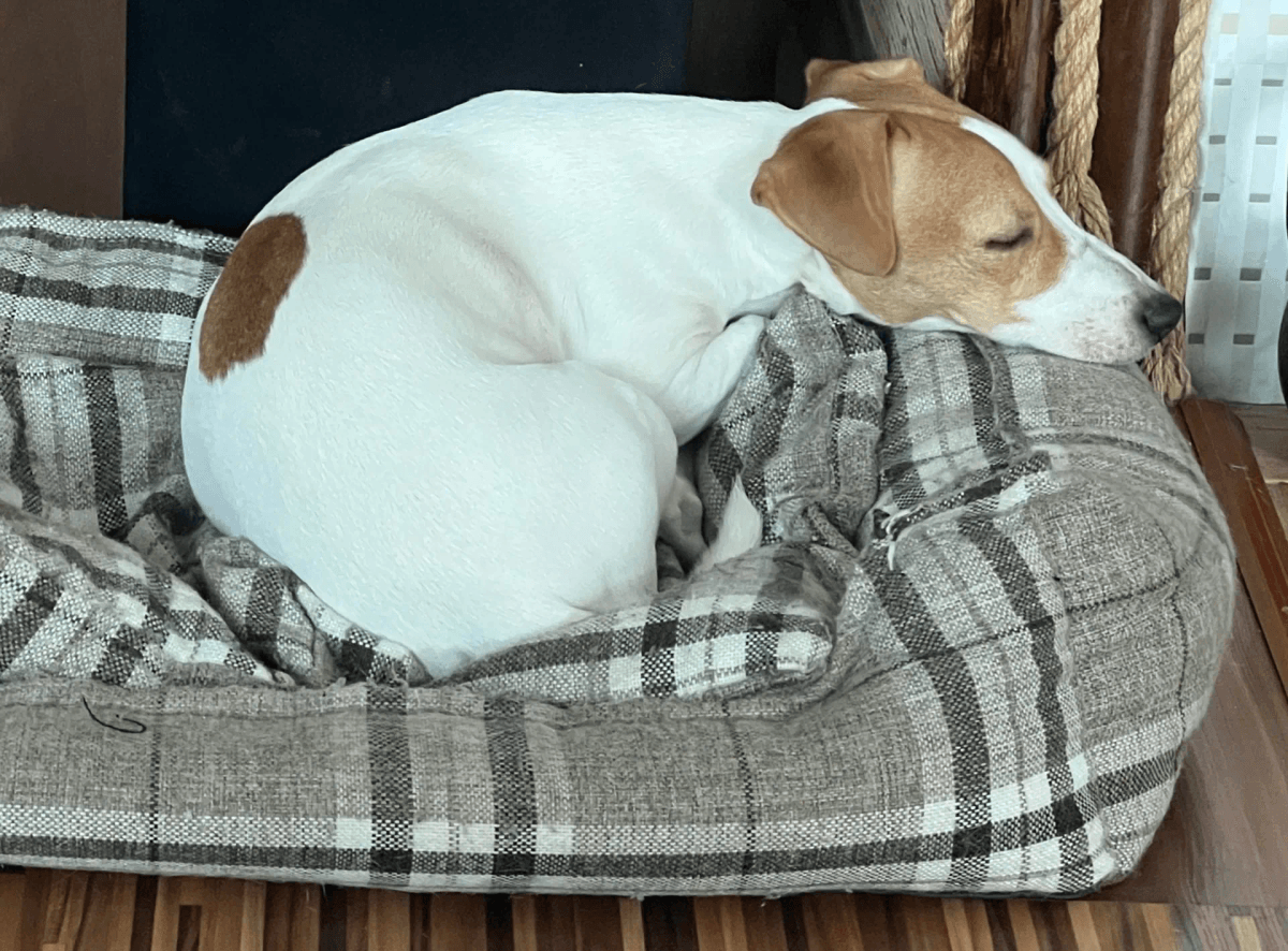 Узнала только в 40 лет: «потную» подушку можно очистить за 5 минут — теперь всегда свежая, без пятен и запаха