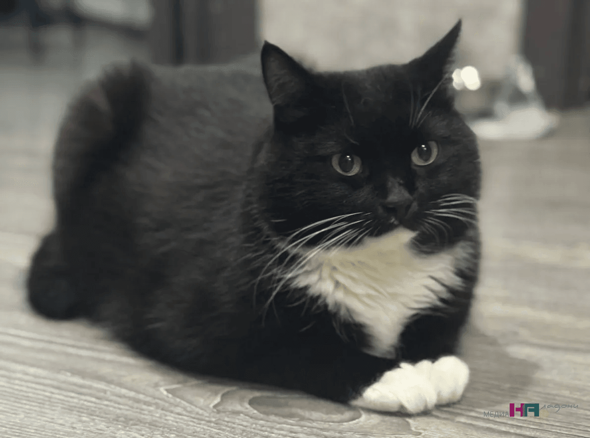 Как научить кошку пить больше воды - гениальный способ, про который я даже не догадалась