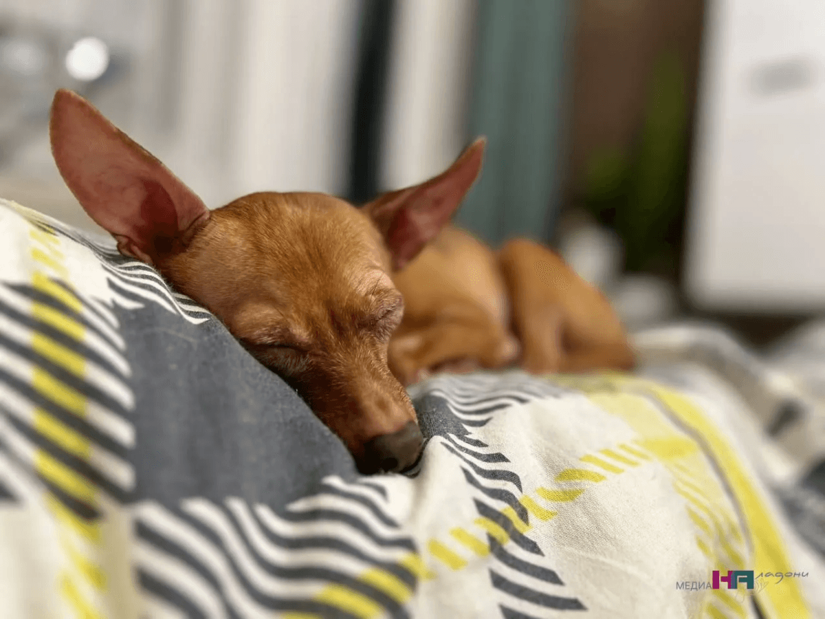 5 признаков того, что собака с вами несчастна: как не пропустить важные сигналы