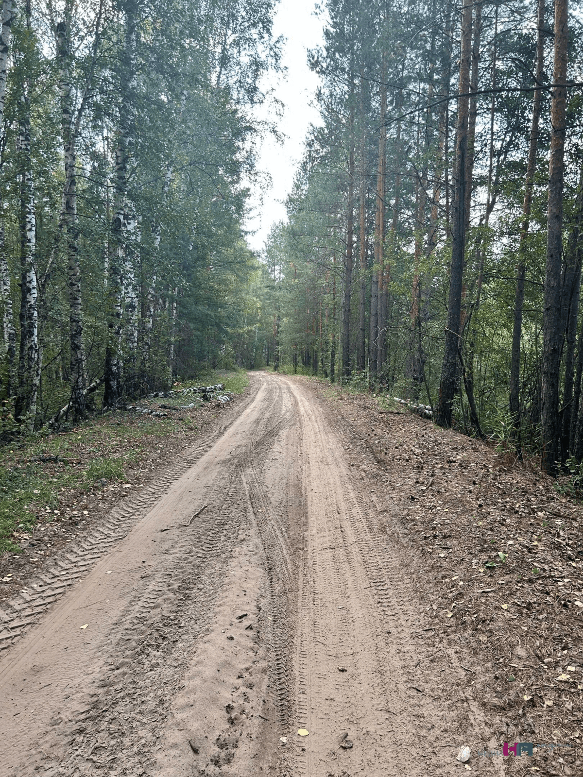 1250 жителей Марий Эл пострадали от укусов клещей