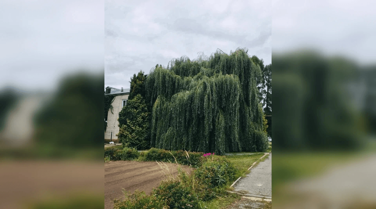Плакучие, кудрявые и пестрые: более 60 видов ив раскинулись в Ботаническом саду Йошкар-Олы