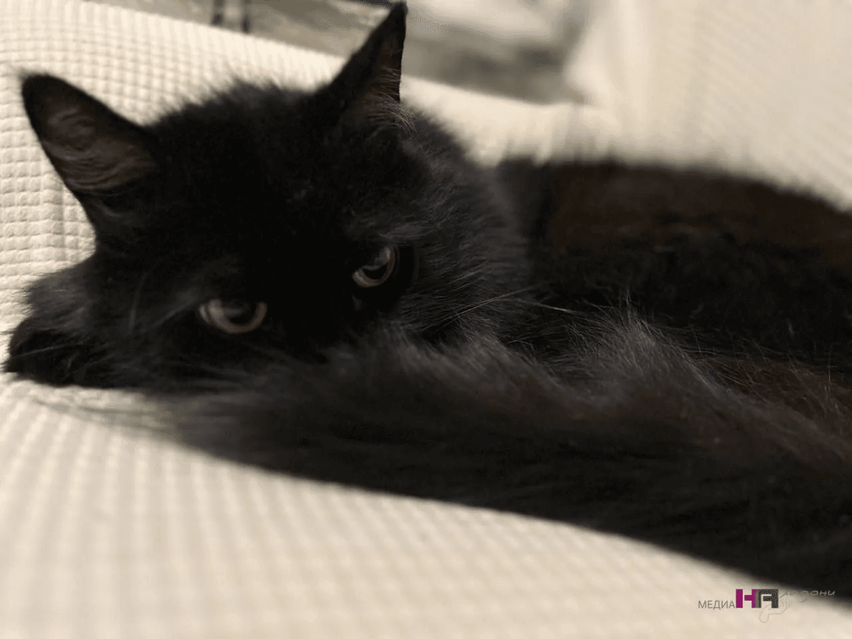 Какие знаки подают кошки перед приходом в дом большой беды: не пропустите