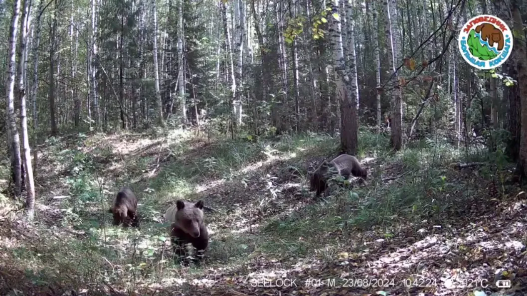 На фотоловушку попала жизнь семьи медведей 