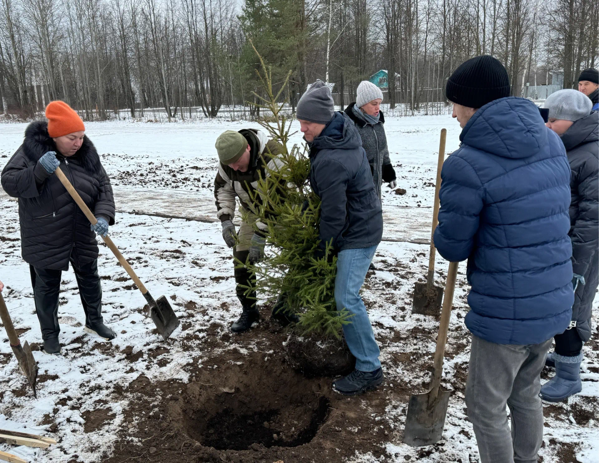 Возле Аллеи Героев на Туруновском кладбище в Йошкар-Оле высадили ели