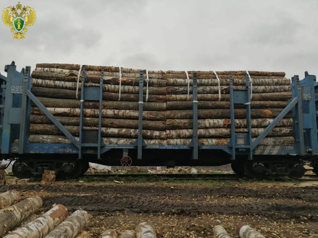 Нарушение при учете внешнеторговой сделки с древесиной выявлено в Марий Эл